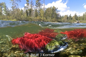 Sockeye Salmon returning to Adams River after four years ... by Beat J Korner 